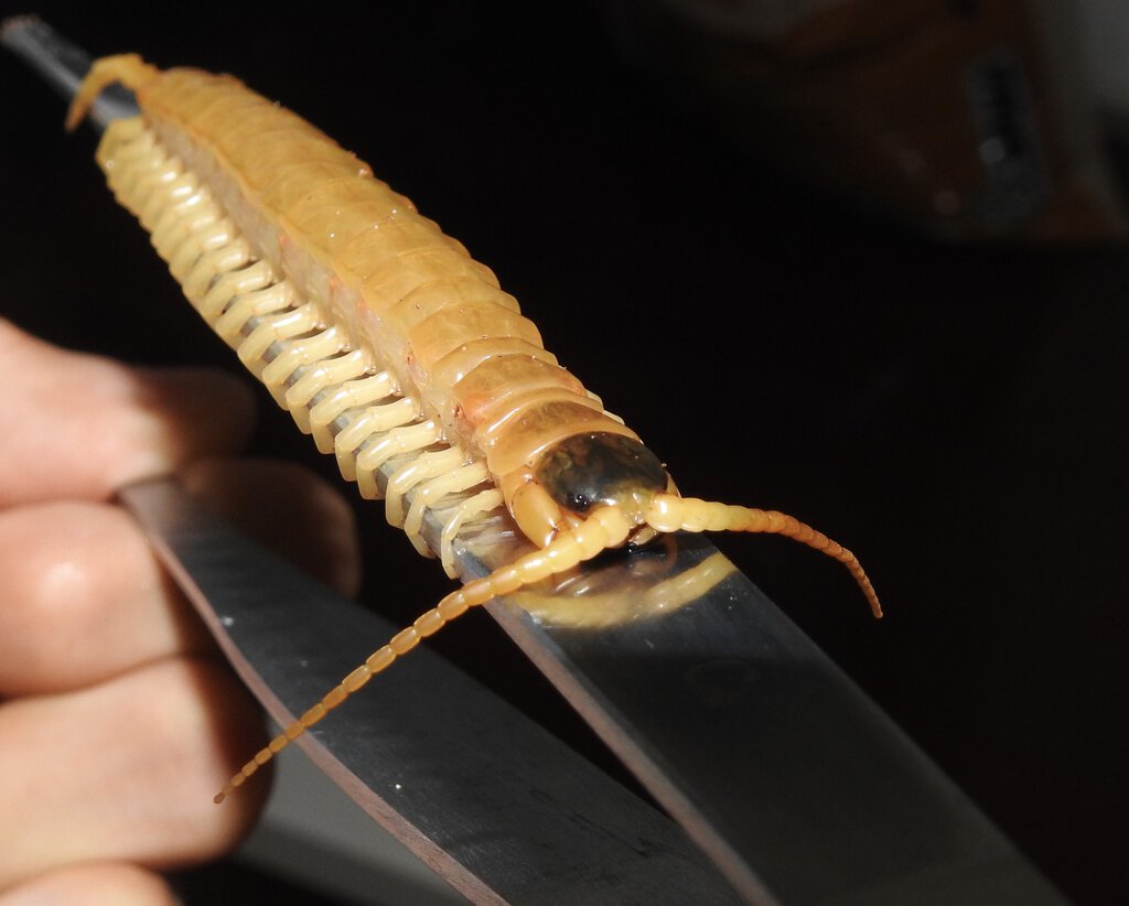 Ethmostigmus rubripes stuck on tongs