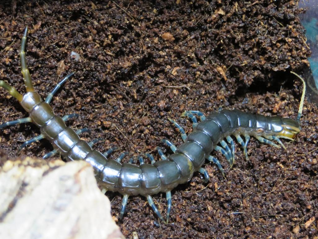 Ethmostigmus Trigonopodus - Blue Ringed Centipede