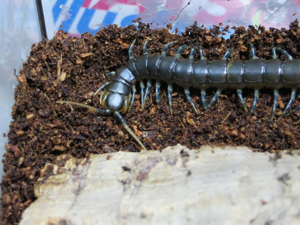 Ethmostigmus Trigonopodus - Blue Ringed Centipede