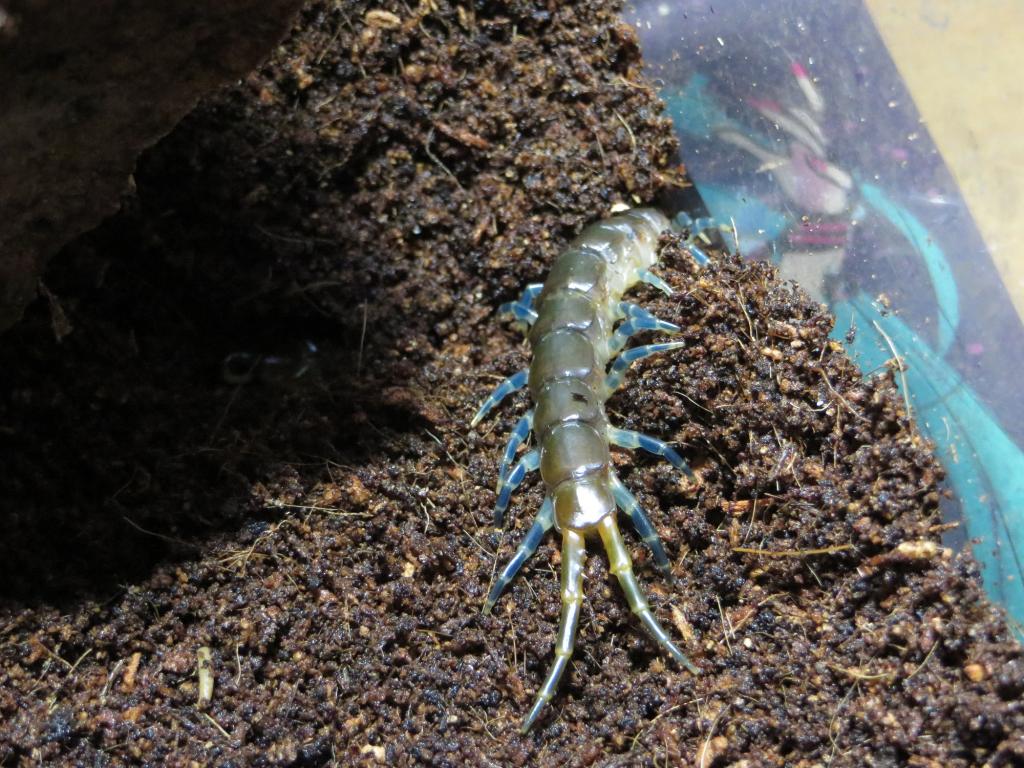 Ethmostigmus Trigonopodus - Blue Ringed Centipede