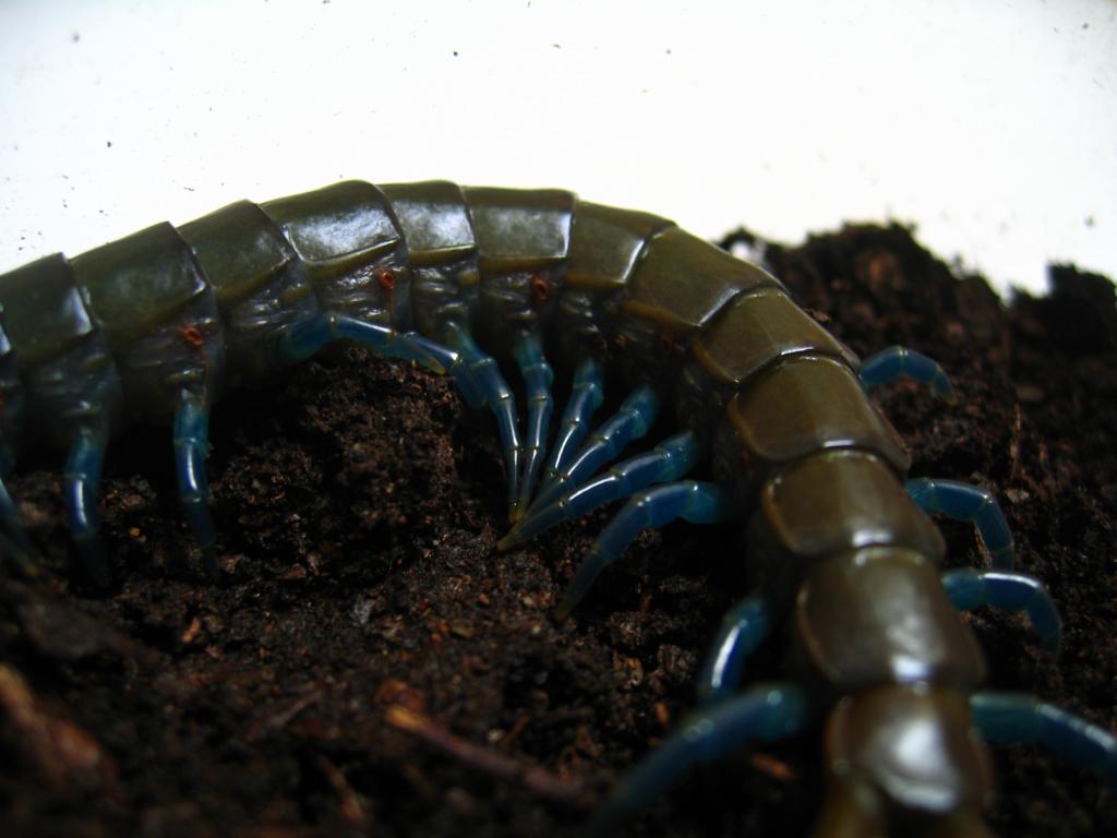 Ethmostigmus trigonopodus 'Original Blue leg morph'