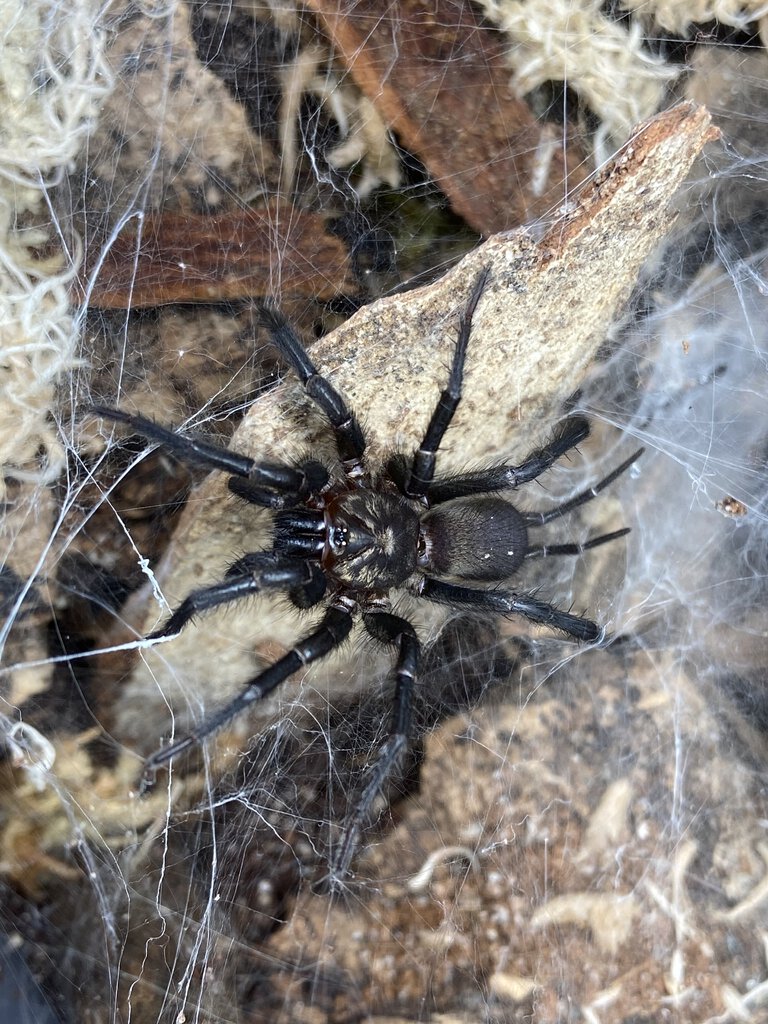 Euagrid sp. “Mt Nebo”