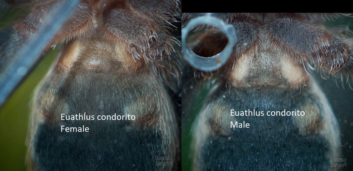 Euathlus condorito Ventral Sexing Comparison - 1.5"