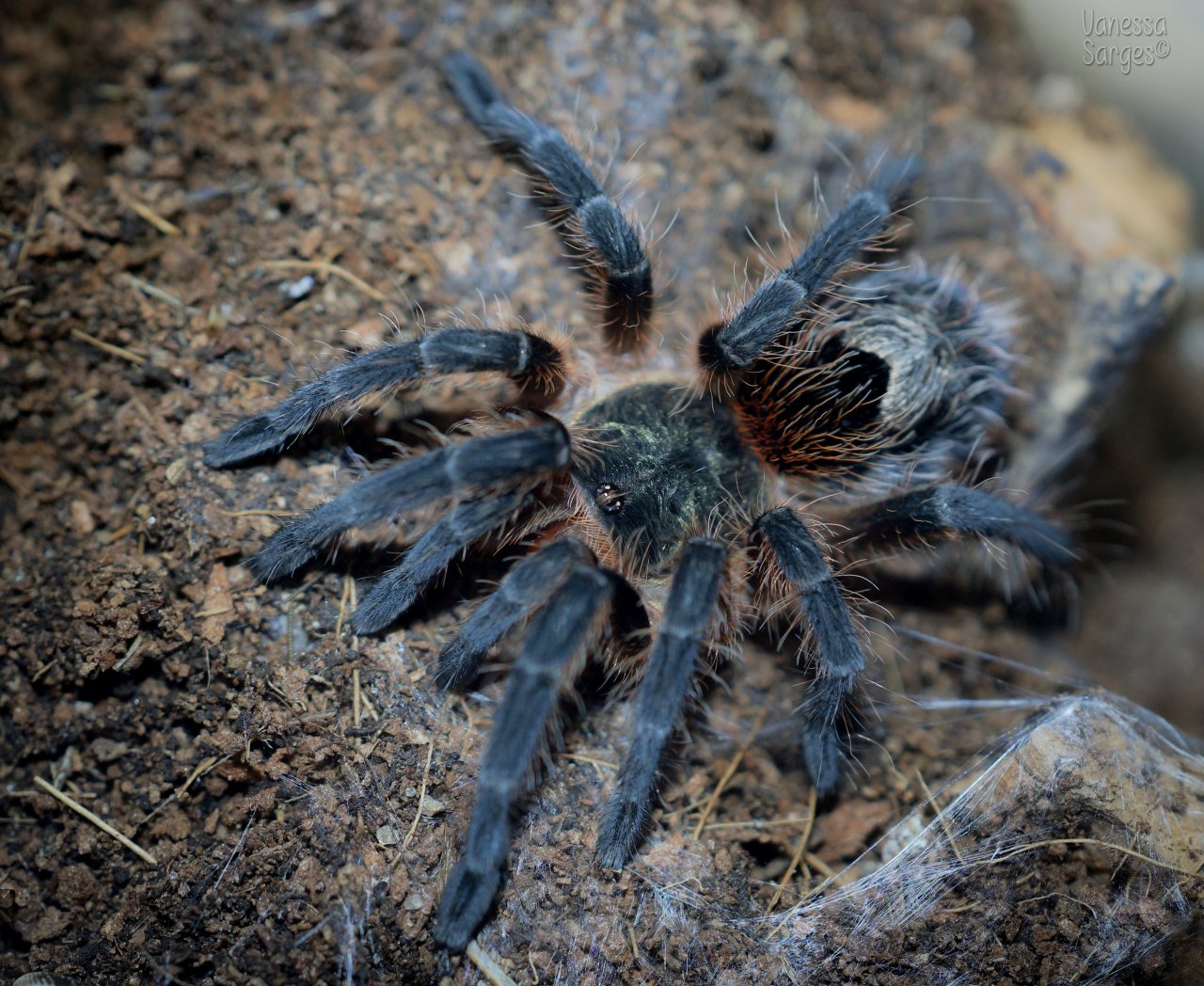 Euathlus parvulus Juvenile Female | Arachnoboards