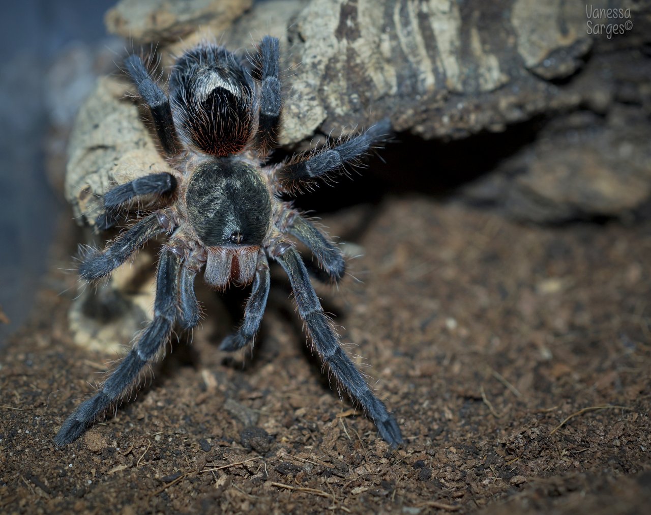 Euathlus parvulus Juvenile Female