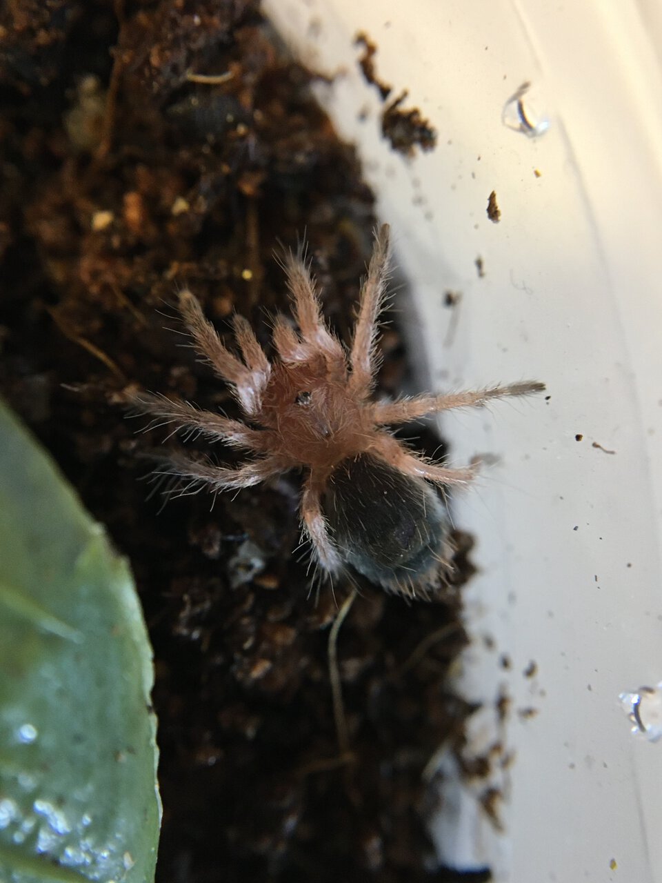 Euathlus parvulus spiderling