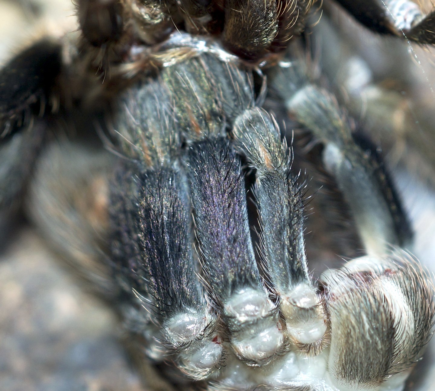 Euathlus pulcherrimaklaasi/truculentus Female