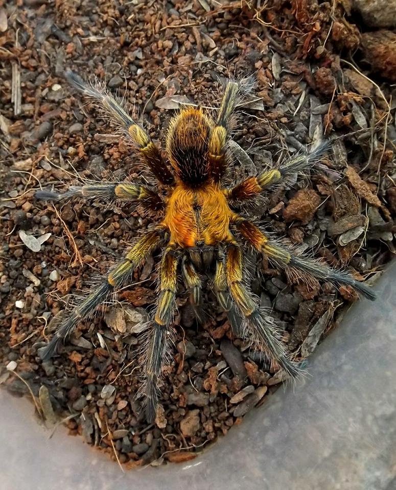 Euathlus sp “gold” male