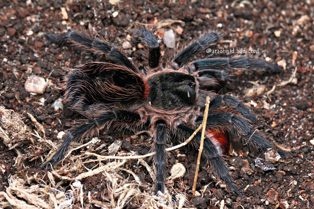 Euathlus sp. "Emerald Tiger".