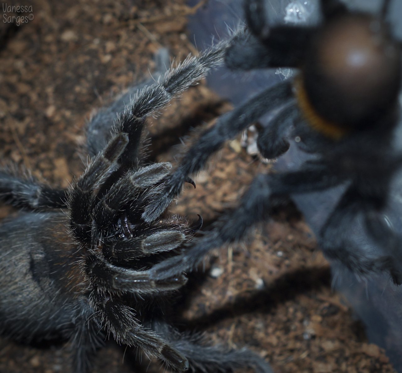 Euathlus sp. Red Pairing