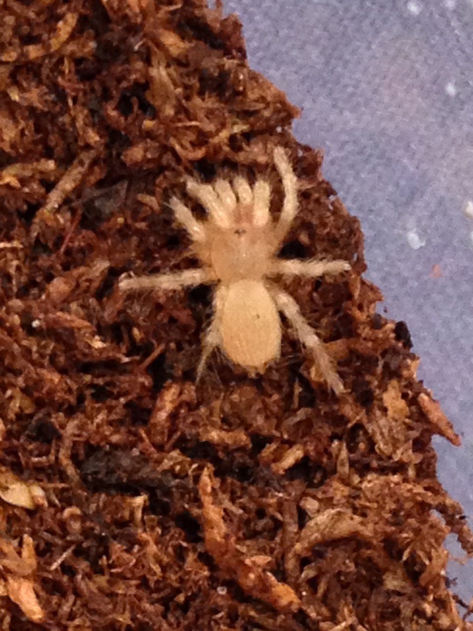 Euathlus sp. "yellow" baby