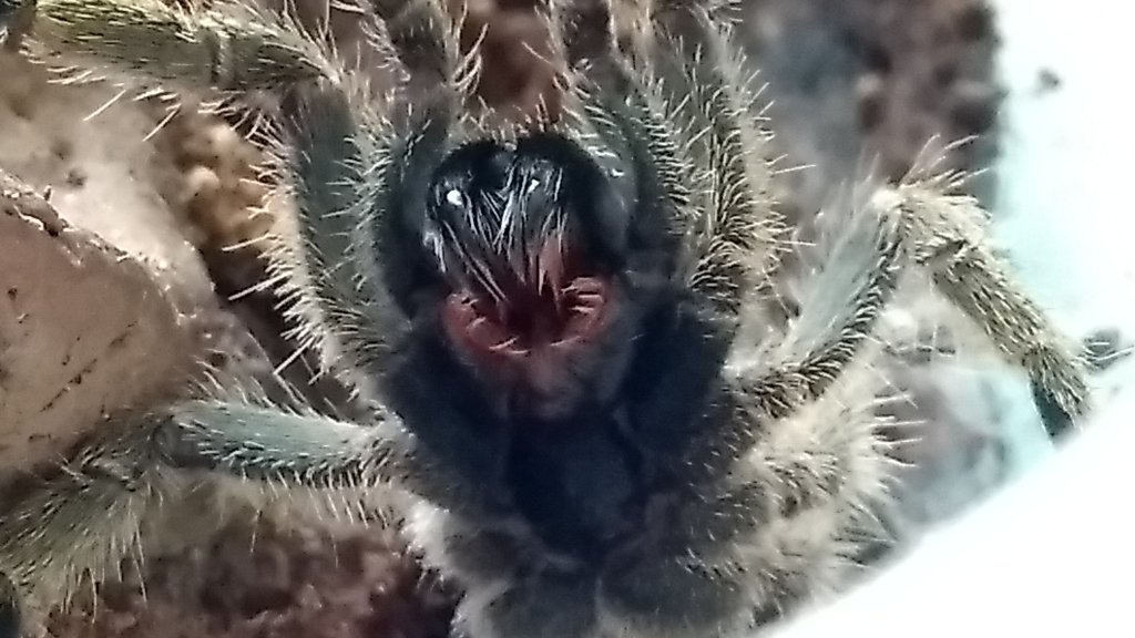 Eucratoscelus pachypus sling