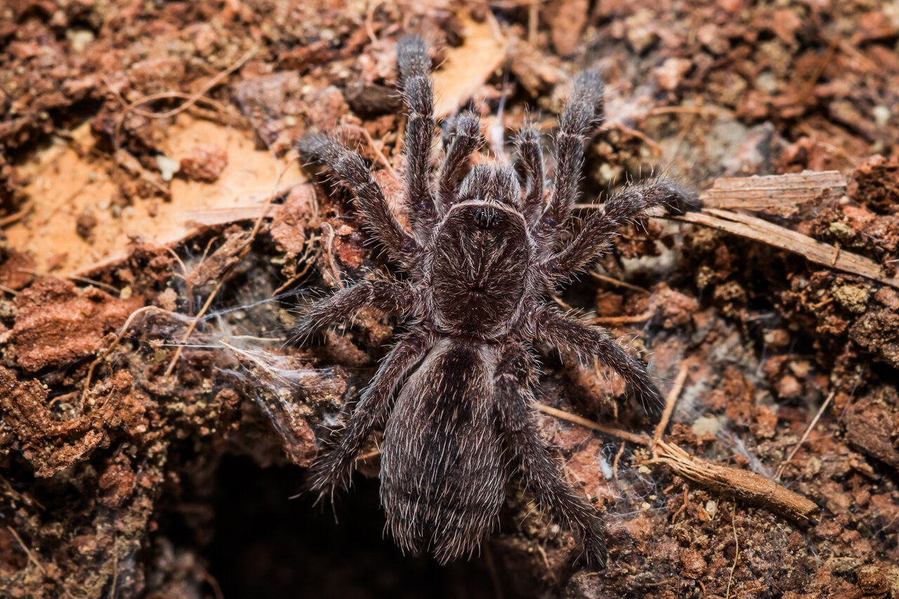 Eucratoscelus pachypus