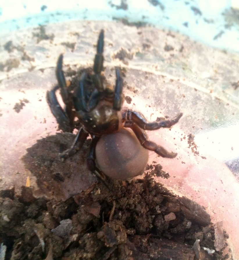 Eucteniza stolida trapdoor spider