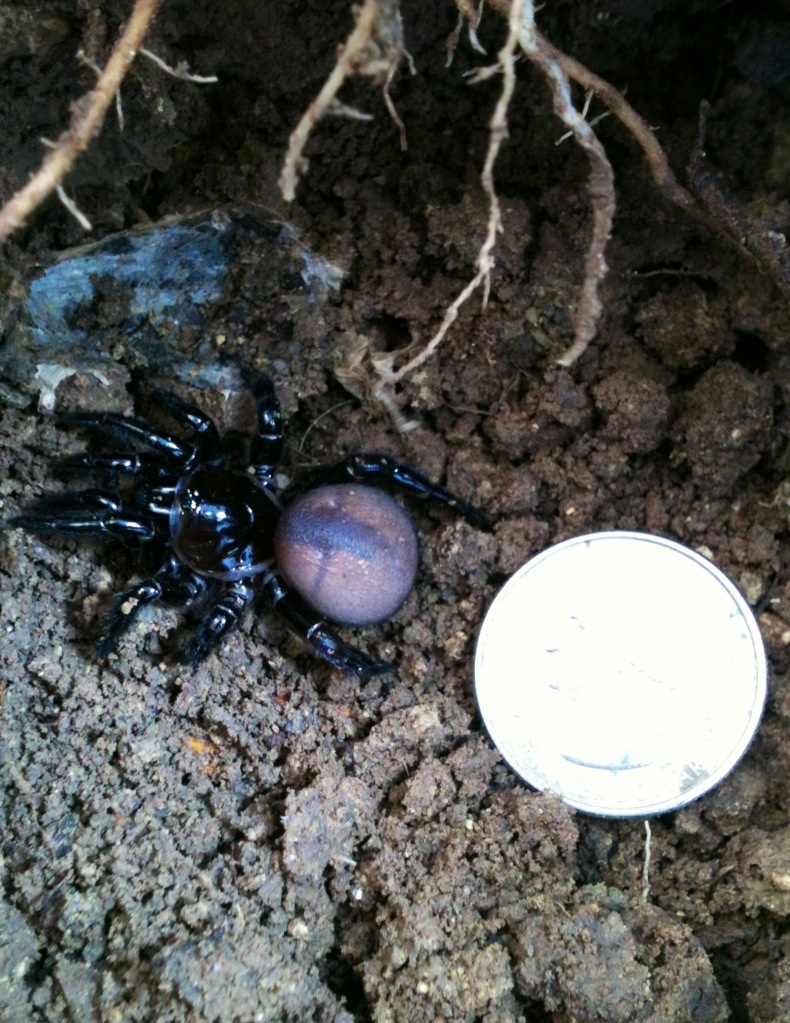 Eucteniza stolida trapdoor spider