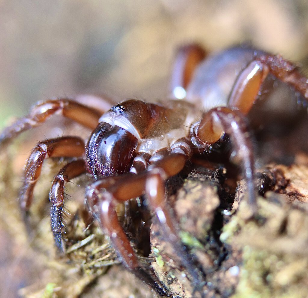 Euctenizid trapdoor spider, Myrmekiaphila sp.