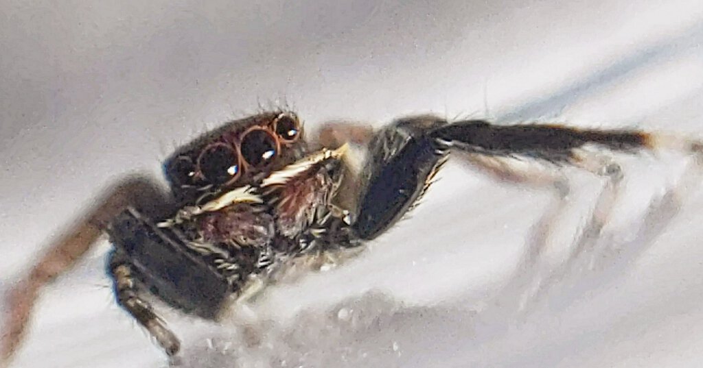 Euophrys frontalis