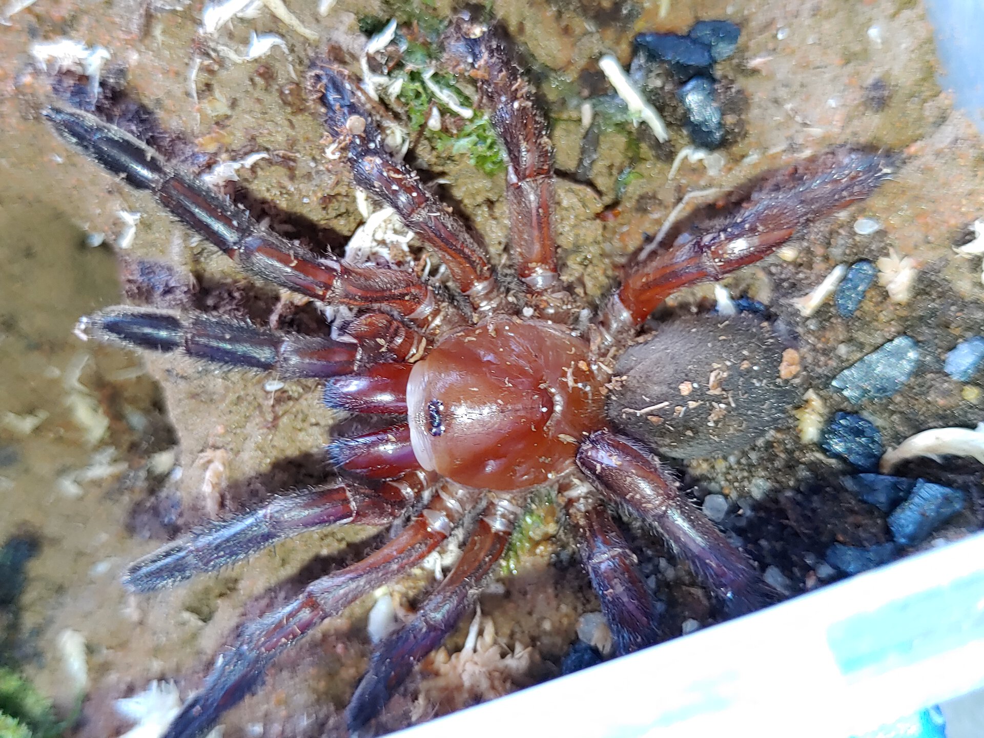 Euoplos regalis AF