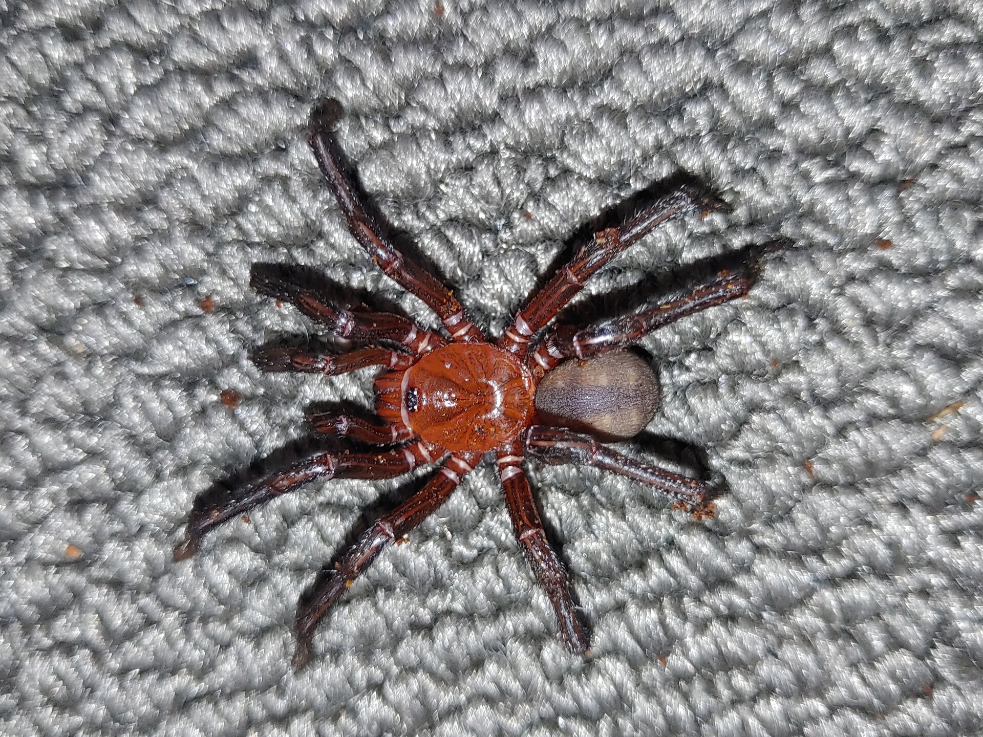 Euoplos regalis MM