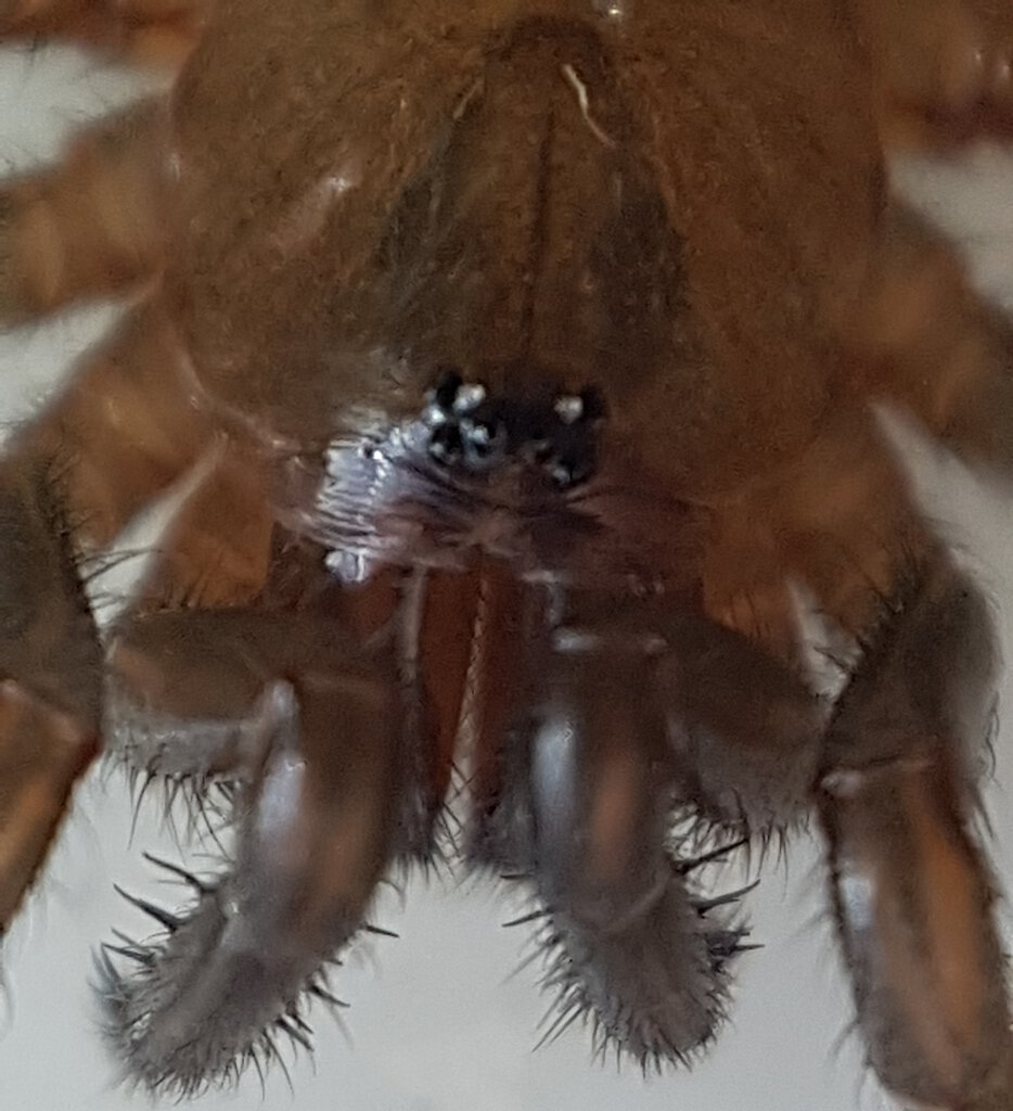 Euoplos sp. sling eyes