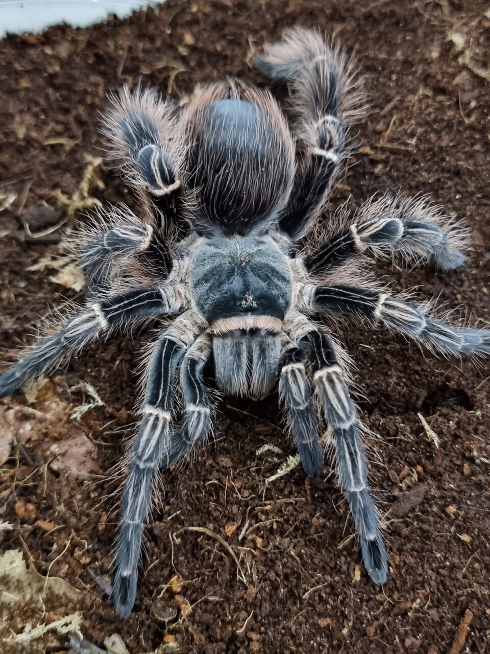 Eupalaestrus camperstratus