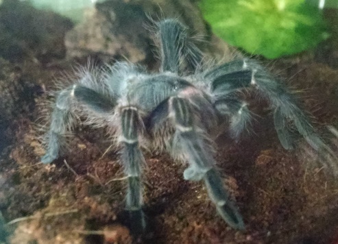 Eupalaestrus campestratus "Princess Fuzzles"