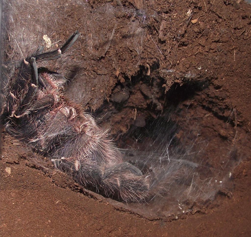 Eupalaestrus campestratus sperm web