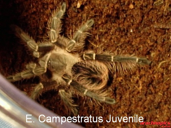 Eupalaestrus campestratus