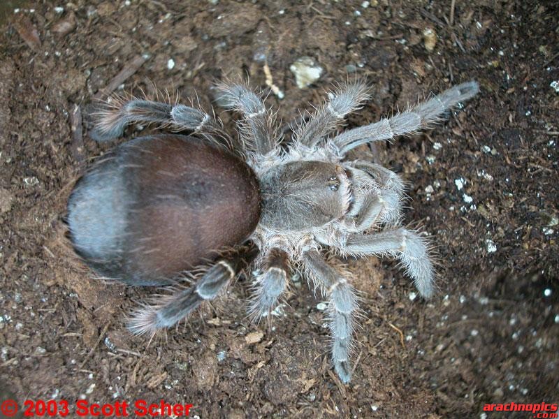 Eupalaestrus weijenberghi