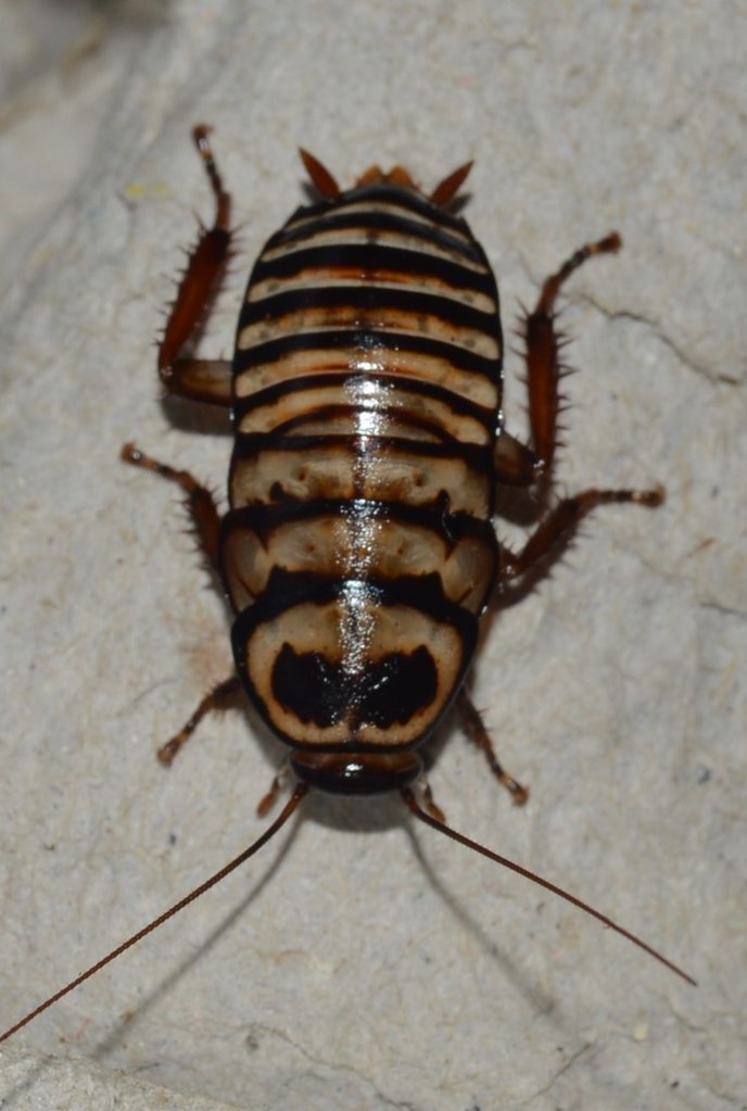 Eurycotis decipiens(Zebra Roach) Nymph