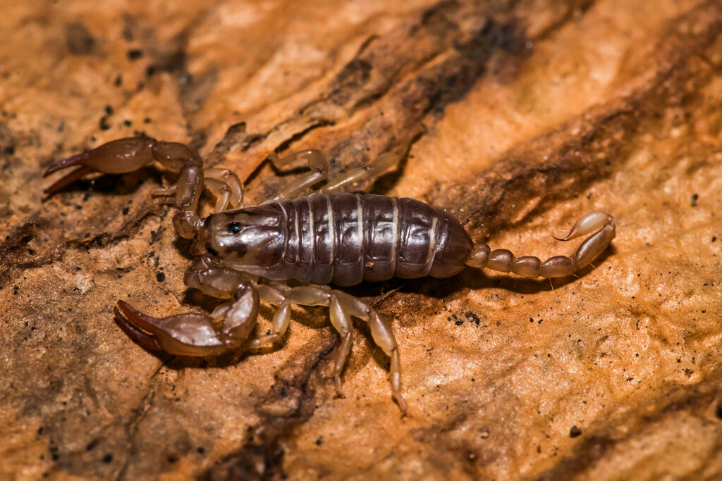 Euscorpius cf. salentinus