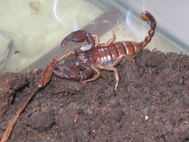 Euscorpius mingrelicus 1