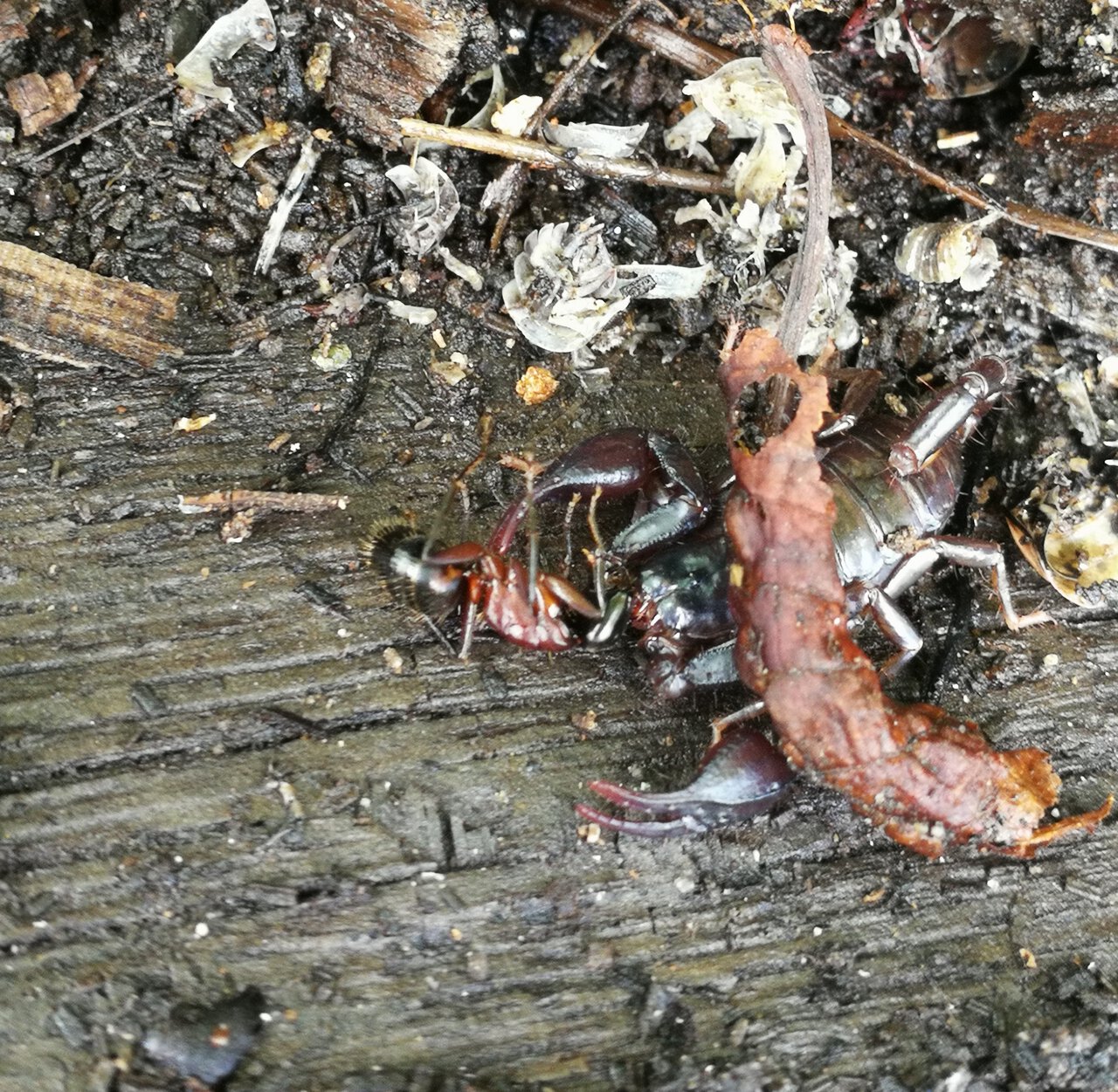 Euscorpius sp. in situ