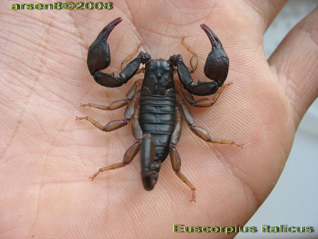 Euscorpius