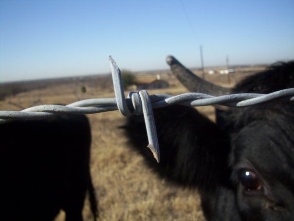 Everyone in Texas has a pet cow!