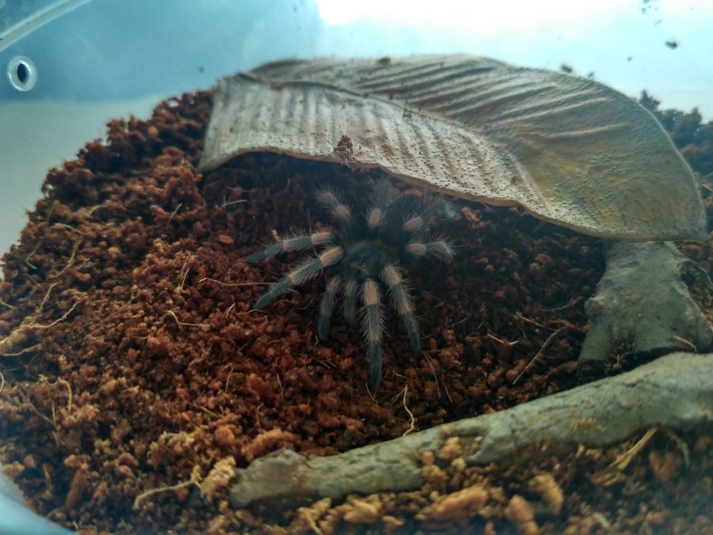 Ex. Smithi