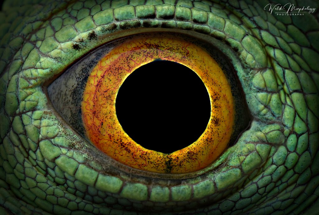 Eye of the Basilisk