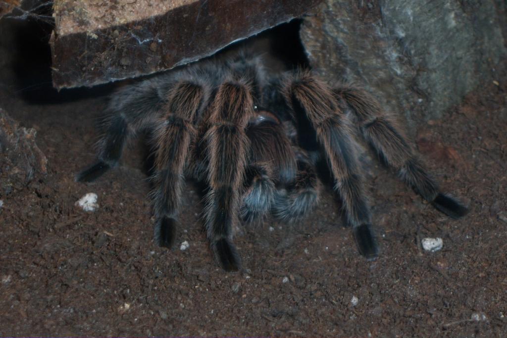 F G.Rosea eating "Chills"