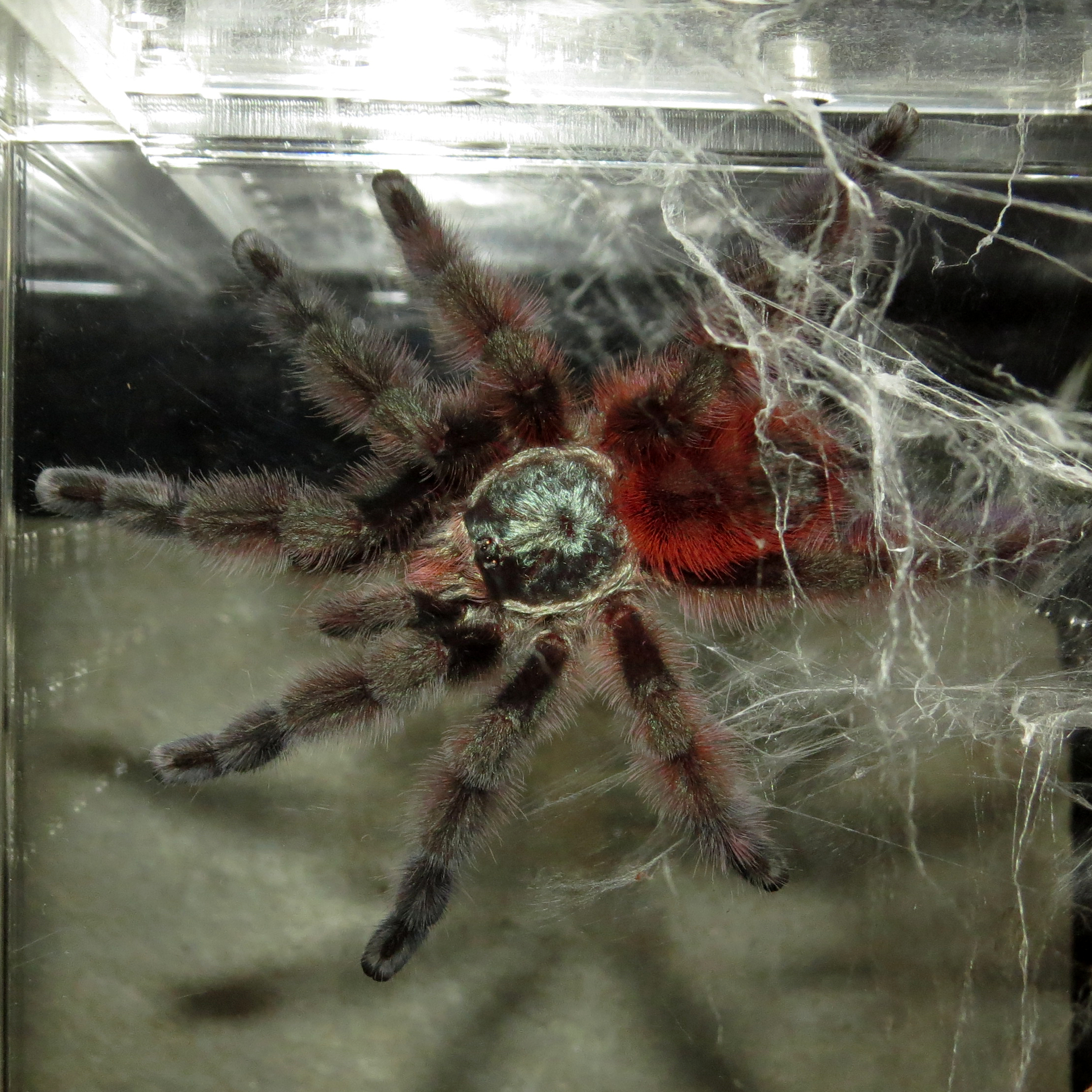 Fabulous! (♂ Caribena versicolor 3.5")