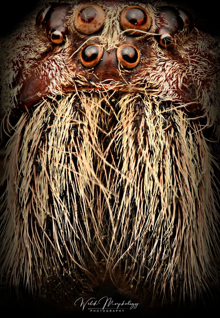 Face of a Huntsman H. boiei