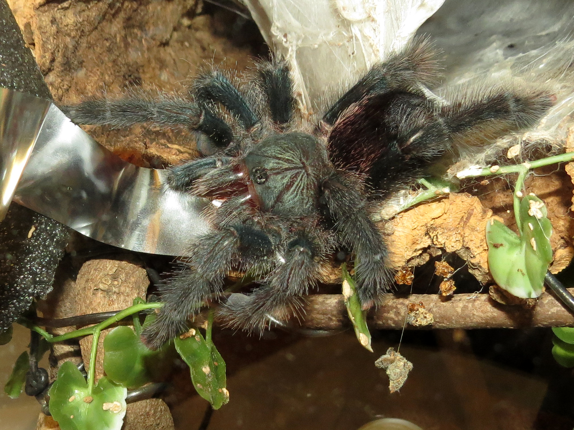 False Alarm (♀ Avicularia avicularia 5")