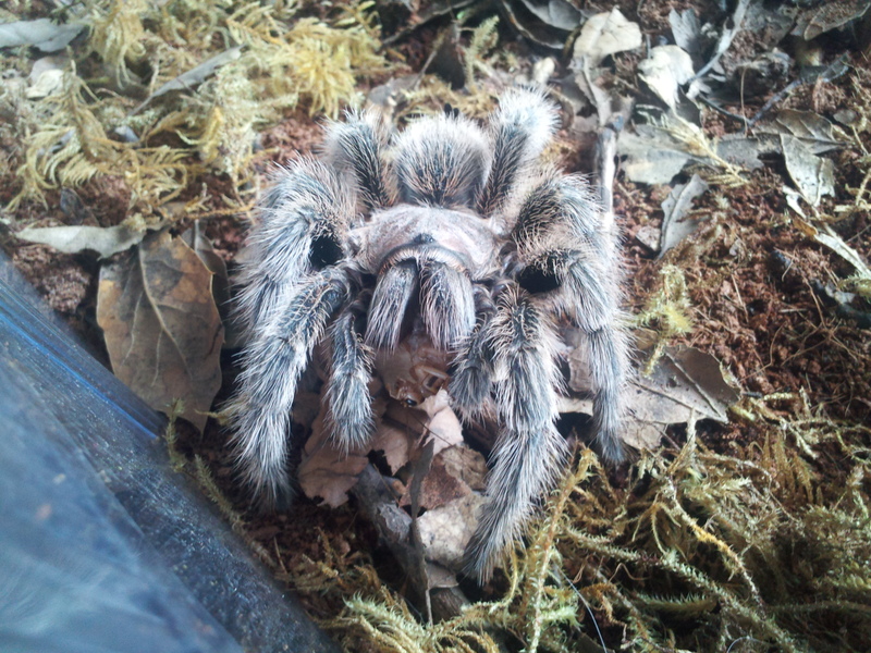 Fang Eating (Grammostola rosea)