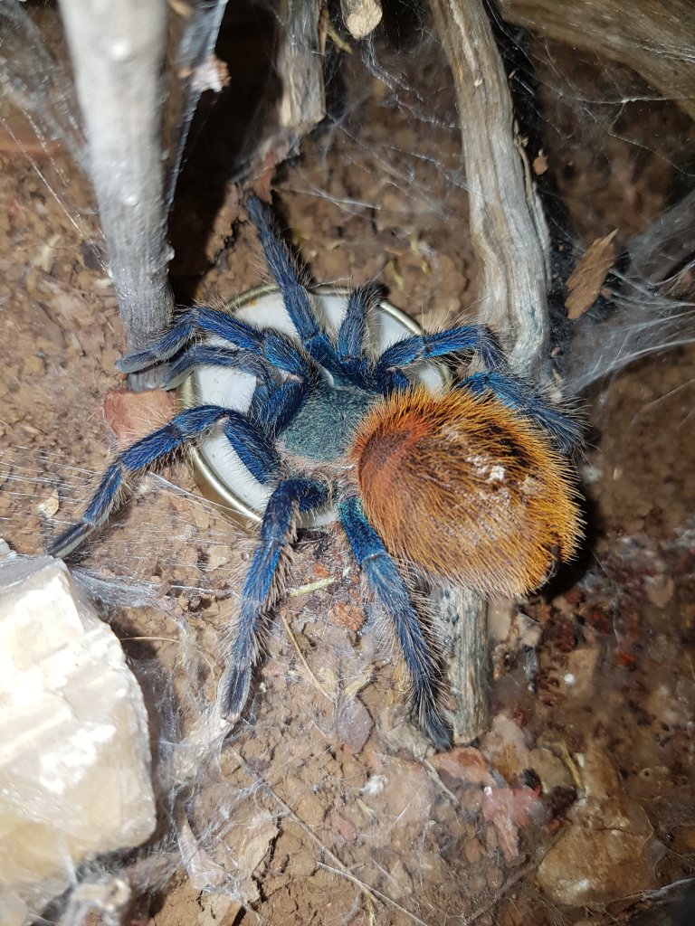 Fat and thirsty GBB