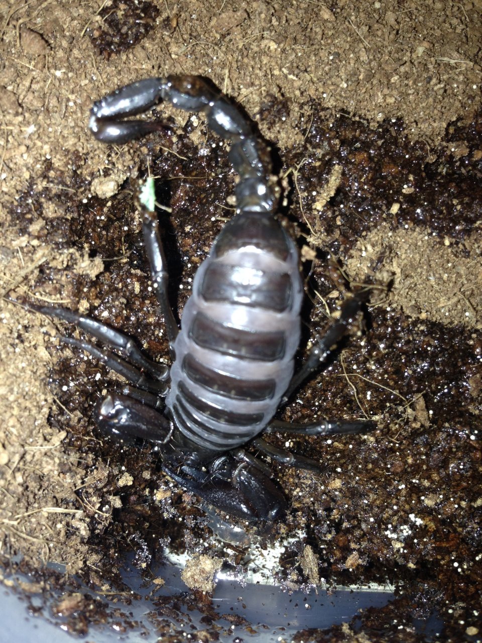 Fat Heterometrus Scorpion