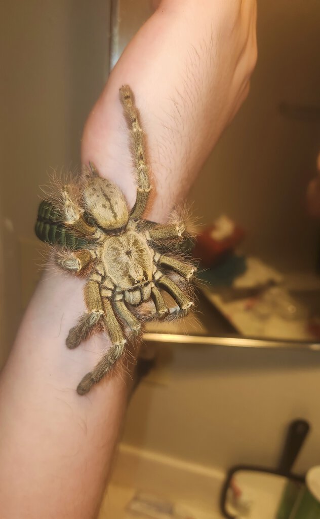 Featherleg freshly molted, new groove on my arm