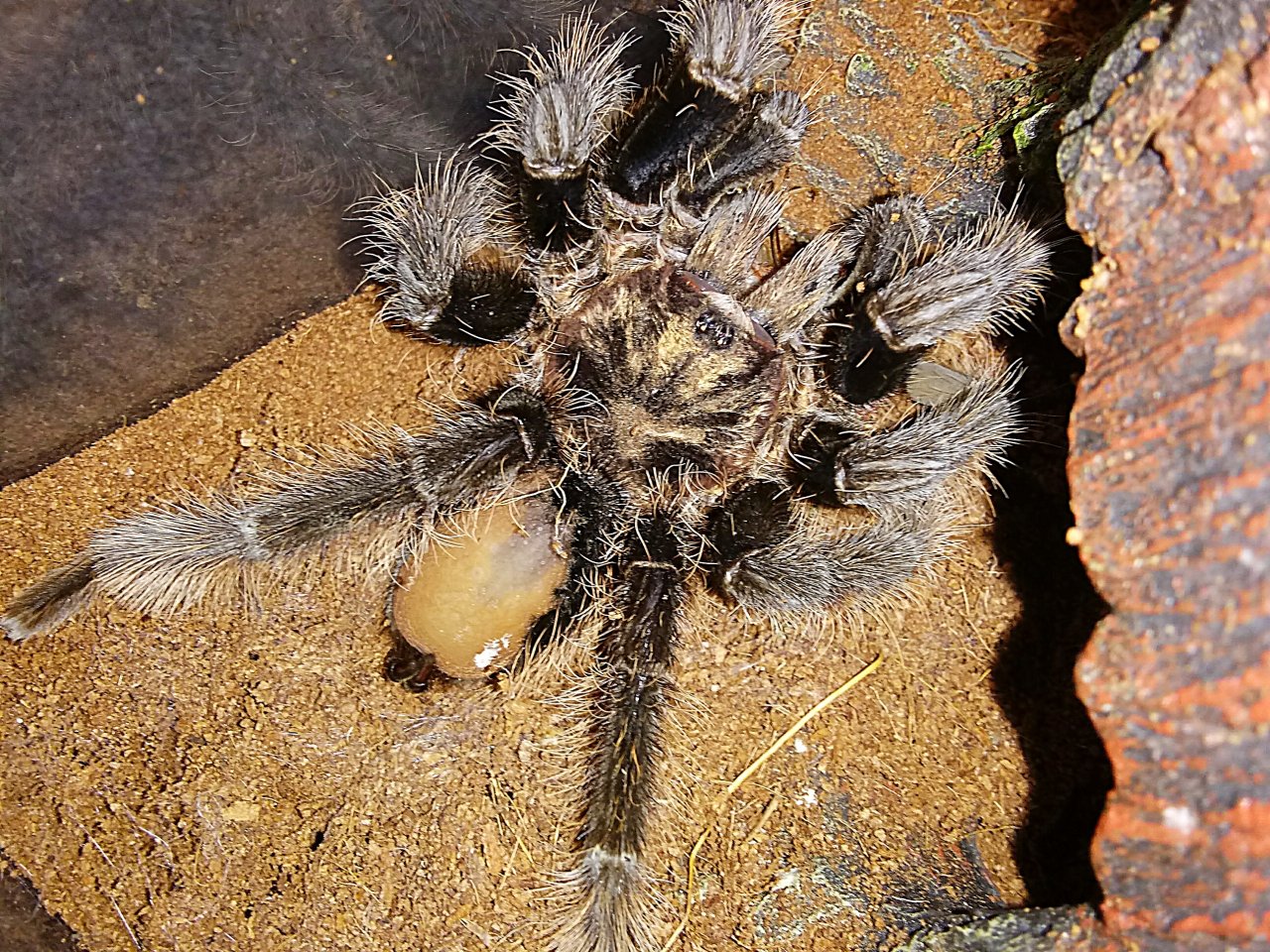 Feeding B.albopilosum