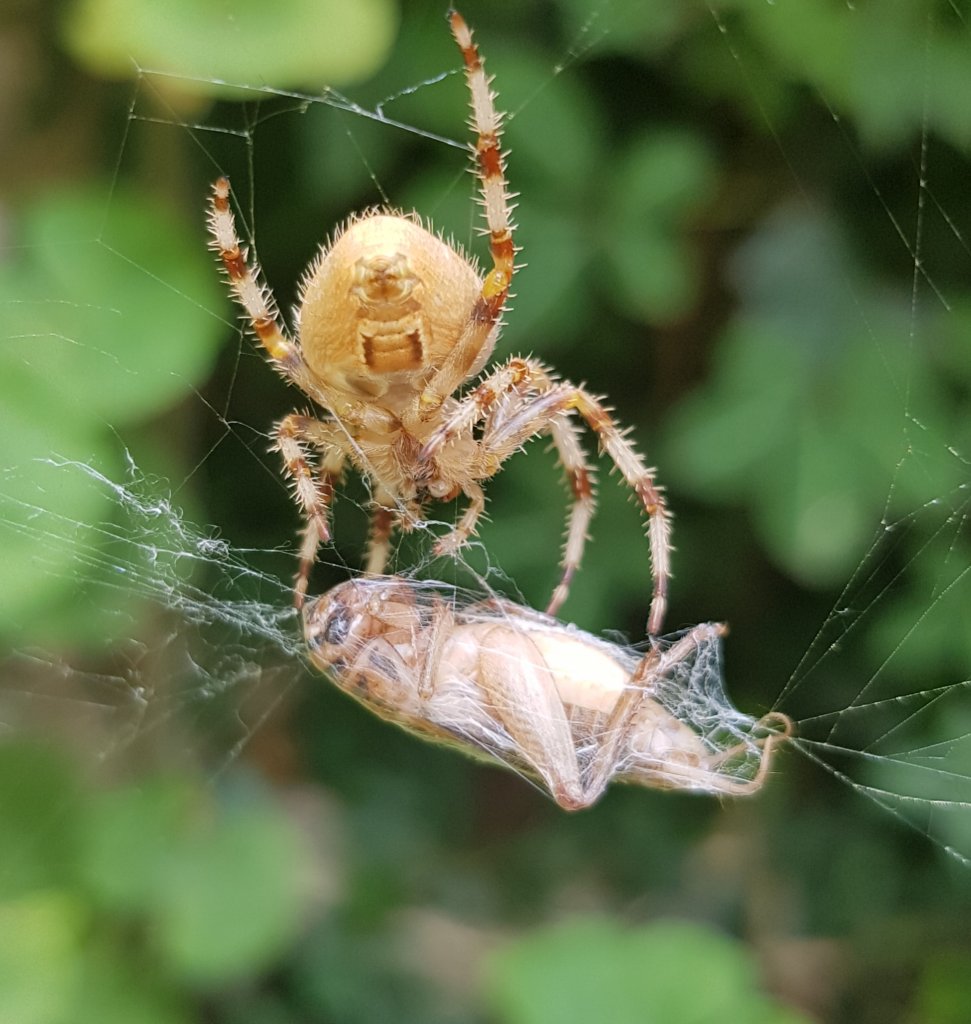 Feeding my garden spider