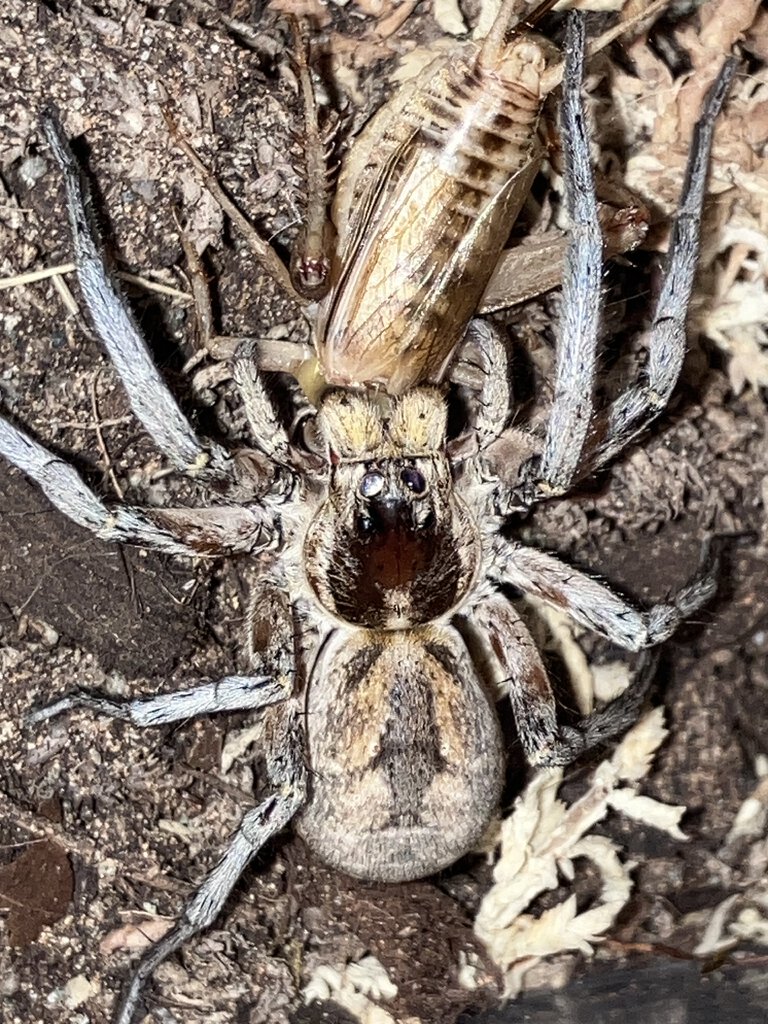 Feeding of Hogna Carolinensis