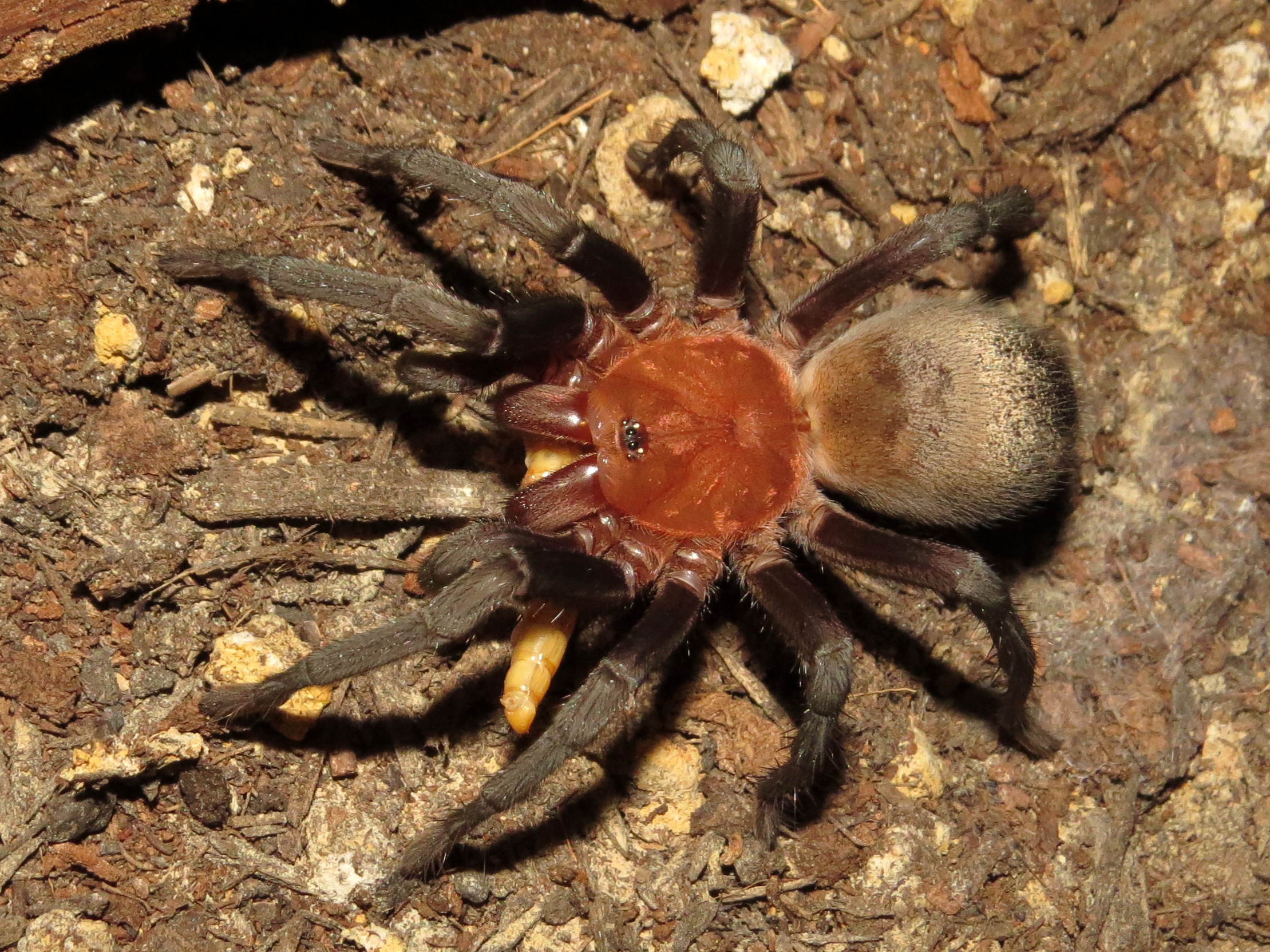 Feeding Pele (♂ Bumba horrida 3")