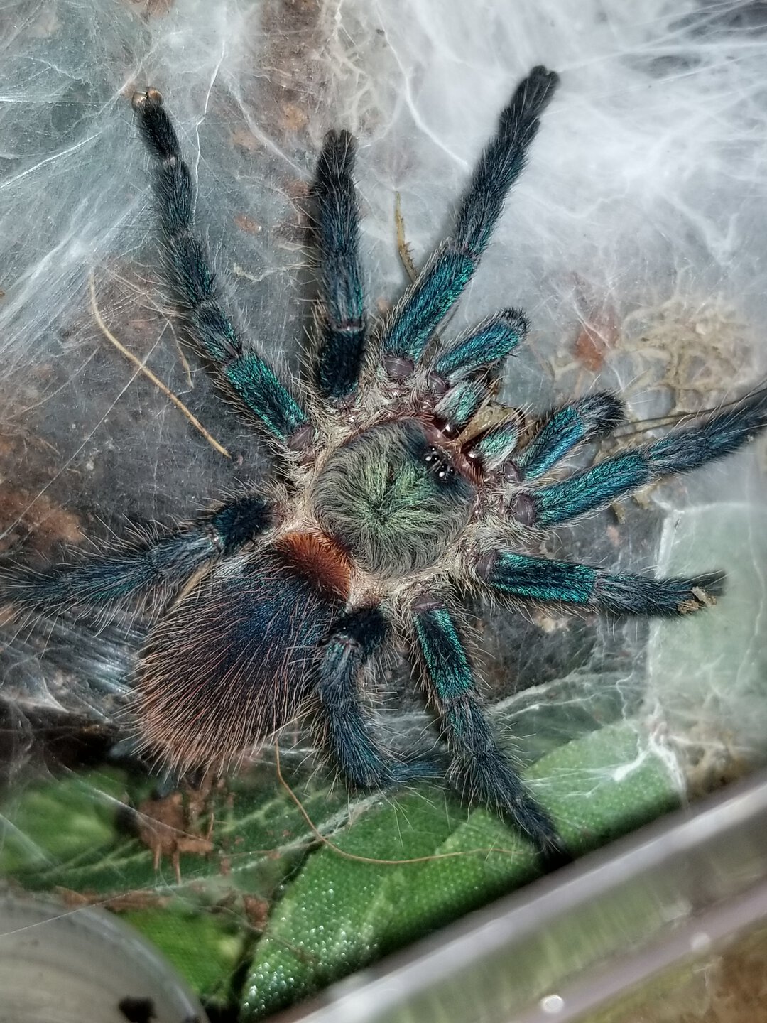 Feeding time for my D. diamantinensis